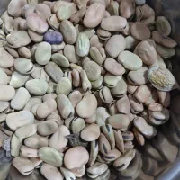 باقله‌شاخ‌بزی|خوردنی و آشامیدنی|ویسیان, |دیوار