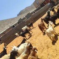 فروش 20 راس بز کر دار|حیوانات مزرعه|شیراز, دارالرحمه|دیوار