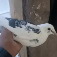 سلام راور بشت مکسی