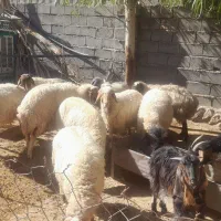 باسلام چند تا گوسفند  جوان  داشتی به فروش میرسد
