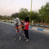 نریان کورد 9 ساله کره اژدر حاج کرم|اسب و تجهیزات اسب‌سواری|مشکین‌دشت, |دیوار