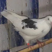 کبوتر تهرانی