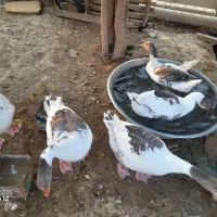 ۵ عدد غاز فروشی تماس بگیرید