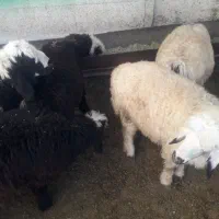 بره شیری تقریبا۴۰کیلو|حیوانات مزرعه|صمصامی, |دیوار