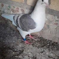 کبوتر پلاکی دوکت