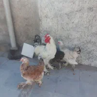 مرغ و خروس برهما 17تا مرغ 1 عدد خروس