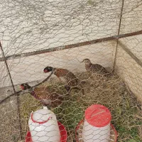 انواع سهره مرغ امریکایی|پرنده|رشت, پاره بیجار|دیوار