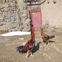 معامله با جوجه یا مرغ تخمی