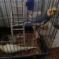 4عروس هلندی|پرنده|هشتگرد, خور|دیوار