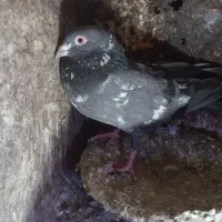 کبوتر پرشی فروشی