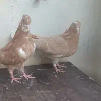 کبوتر