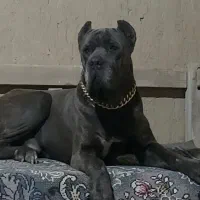 سگ کنکورسو ماستیف هیولا