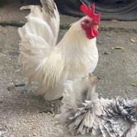 خروس جاپنیز اصل بالغ