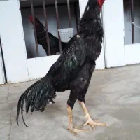 اوشاموخروس