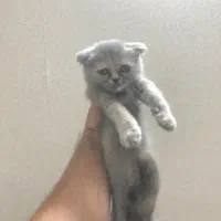 پرشین و اسکاتیش میکس|گربه|مشهد, مشکینی (شهرک غرب)|دیوار