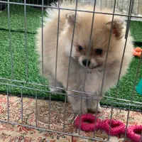 پامر دوسرخرسی اصل ۲ ماهه