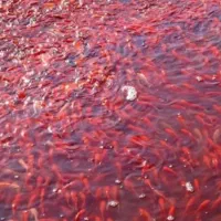 ماهی قرمز|ماهی|اردبیل, |دیوار