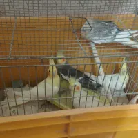 عروس هلندی|پرنده|قشم, |دیوار