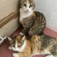 واگذاری دو عدد گربه رایگان