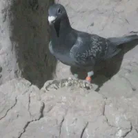 کبوترگرفتنی