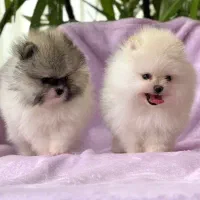 پامرانین خرسی اصیل و عروسکی