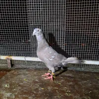 کبوتر پلاکی بزک قهوه ای