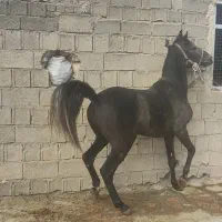 نریان شجره دارخوش فنوتیپ|اسب و تجهیزات اسب‌سواری|ایلام, |دیوار