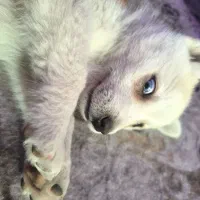 سک هاسکی سفید چشم دو رنگ|سگ|مشهد, فاطمیه|دیوار