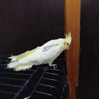 عروس هلندی|پرنده|بندر گز, |دیوار