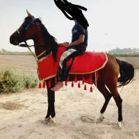 اسب|اسب و تجهیزات اسبسواری|کرخه, |دیوار