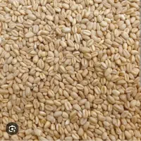 فروش گندم آبی