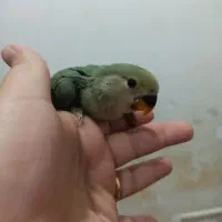 طوطی برزیلی