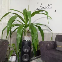 گل عنکبوتی بزرگ