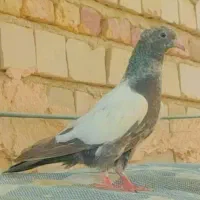 کبوتر