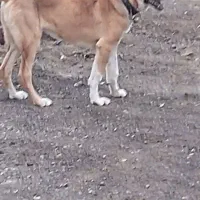 توله سگ|سگ|سربیشه, |دیوار