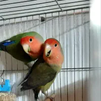 کوتوله فنچ مرغ عشق عروس هلندی قناری