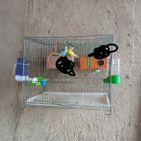 مرغ عشق با جوجه