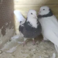 باسلام|پرنده|همدان, |دیوار