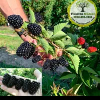 فروش ویژه نهال بلوبری شاه توت ، گیلاس تضمینی