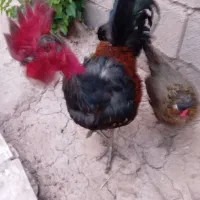 خروس گردن لخت بامرغ محلب