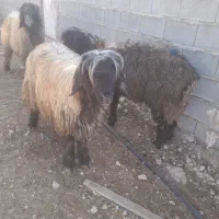 چوپان یا کارگر ساده لازم دارم