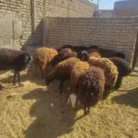 بره نر وماده|حیوانات مزرعه|پاکدشت, پاکدشت (مامازند)|دیوار