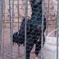 خروس لاری جوجه