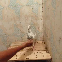 کبوتر سار