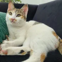 واگزاری DSH هفت ماهه