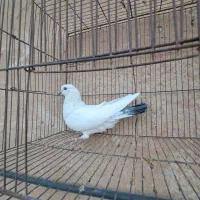 تعدادی کفتر گرگی سبز شازده پاکستانی دمسبز وسفید|پرنده|اصفهان, ارزنان|دیوار