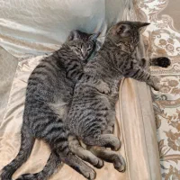 واگذاری گربه نر ۲ عدد