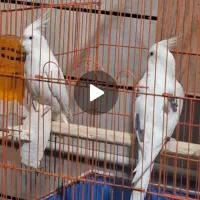 عروس البینو دوکت پروانه ایی فالو