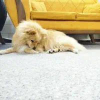 سگ پامر روباهی