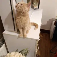 گربه بریتیش